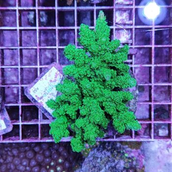 Acropora A52 (41184)