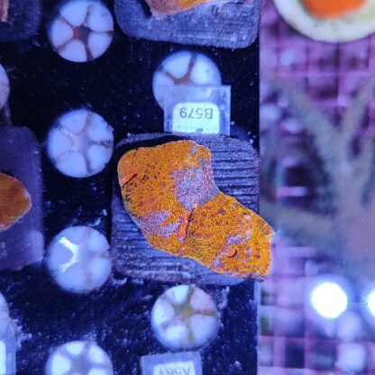 Echinophyllia gold B579