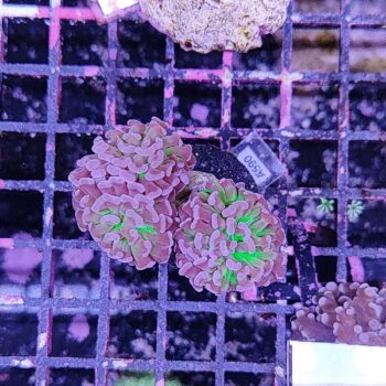 Euphyllia paraancora A590