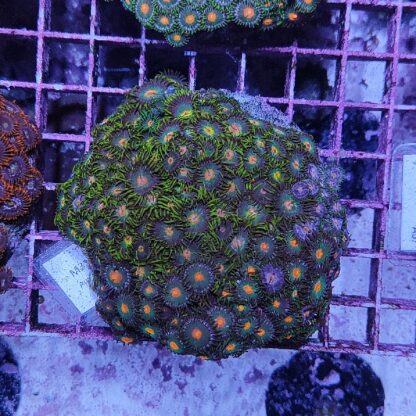 Zoanthus M31 (34098)