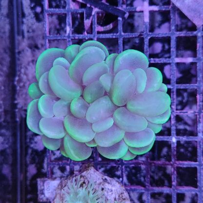 Plerogyra sinuosa A47 (33836)