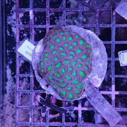 Acropora N39 (41184)