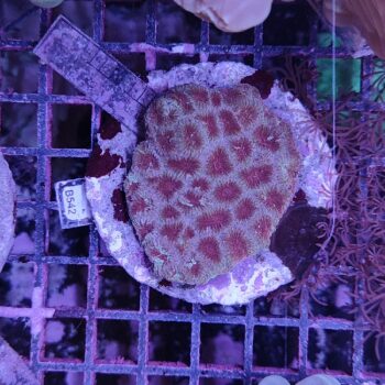 Favites B542 (47181)