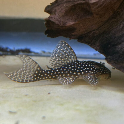 Hypancistrus sp. - Angelicus Pleco L136