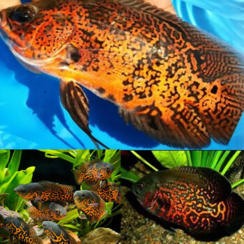 Astronotus ocellatus - Red Leopard Oscar 7-8 cm