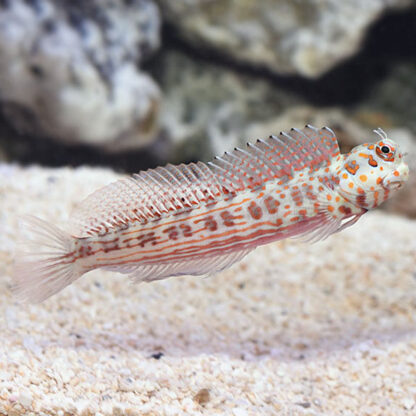 Blenniella chrysospilos – Red Spotted Blenny - Ψάρια Θαλασσινού