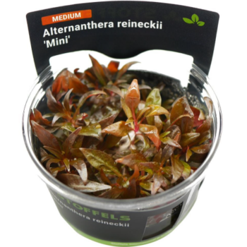 S.I Alternanthera reineckii ‘Mini’ in-vitro - Φυτά για Ενυδρεία