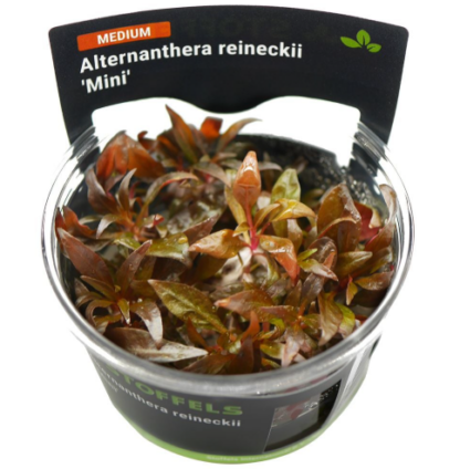 S.I Alternanthera reineckii ‘Mini’ in-vitro - Φυτά για Ενυδρεία