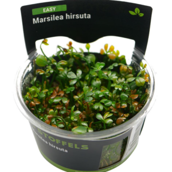 S.I Marsilea hirsuta In-vitro - Φυτά για Ενυδρεία