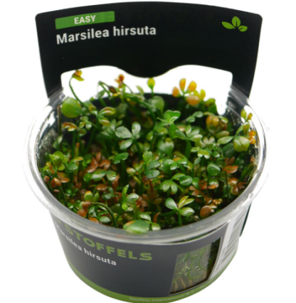 S.I Marsilea hirsuta In-vitro - Φυτά για Ενυδρεία