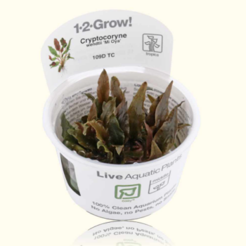 Tropica Cryptocoryne wendtii ‘Mi Oya’ 1-2-Grow! - Φυτά για Ενυδρεία