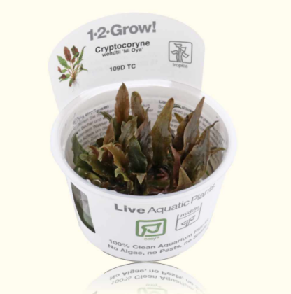 Tropica Cryptocoryne wendtii ‘Mi Oya’ 1-2-Grow! - Φυτά για Ενυδρεία