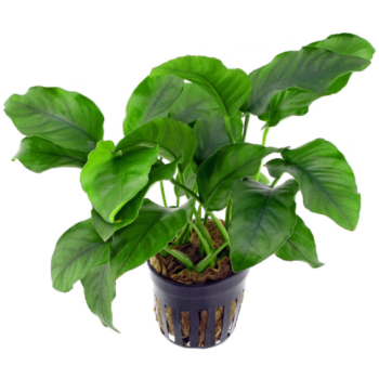 S.I Anubias barteri var. nana MP XXL - Φυτά για Ενυδρεία