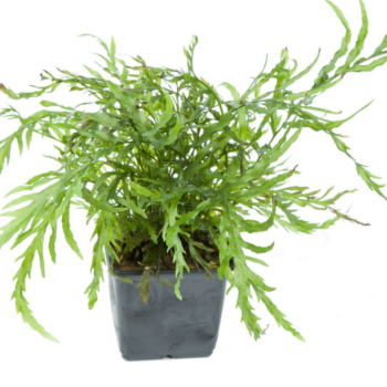 Tropica Bolbitis heudelotii XL - Φυτά για Ενυδρεία