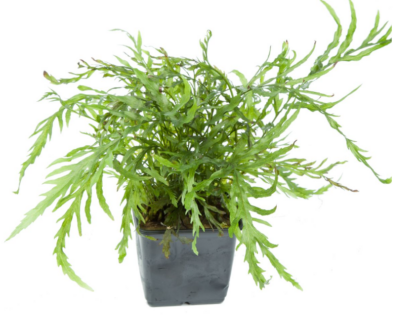 Tropica Bolbitis heudelotii XL - Φυτά για Ενυδρεία