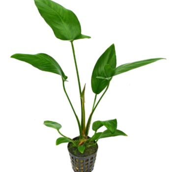 S.I. Anubias hastifolia MP - Φυτά για Ενυδρεία
