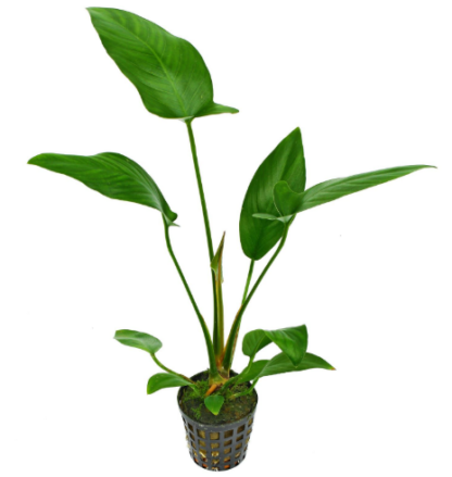 S.I. Anubias hastifolia MP - Φυτά για Ενυδρεία