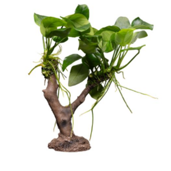 S.I Anubias Nana on tree - Φυτά για Ενυδρεία