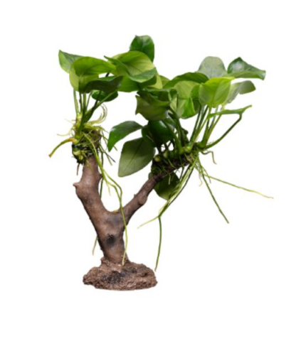 S.I Anubias Nana on tree - Φυτά για Ενυδρεία