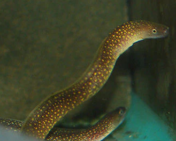 Gyrothorax tile - Gold Dust Moray Eel 45cm