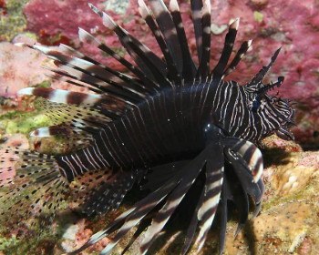 Pterois volitans - Volitan Lionfish Black