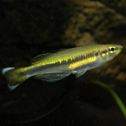 Bedotia geayi – Red-Tailed Silverside M - Ψάρια Γλυκού