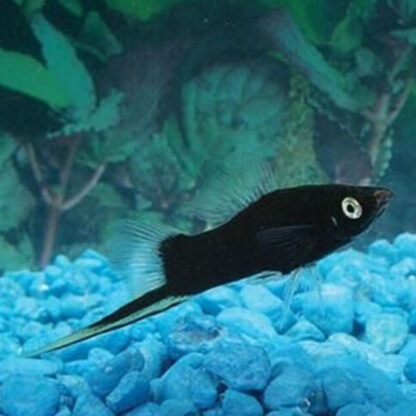 Xiphophorus helleri – Black Swordtail M - Ψάρια Γλυκού