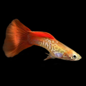 Poecilia reticulata – Blond Cobra Guppy - Ψάρια Γλυκού