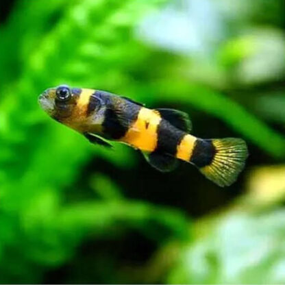Brachygobius xanthozonus-Bumble Bee Goby - Ψάρια Γλυκού