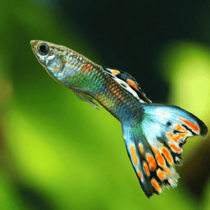 Poecilia reticulata – Butterfly Guppy 3-3.5cm - Ψάρια Γλυκού
