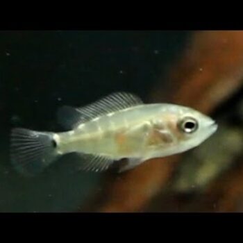 Amatitlania nigrofasciata – Convict Cichlid 2cm - Ψάρια Γλυκού