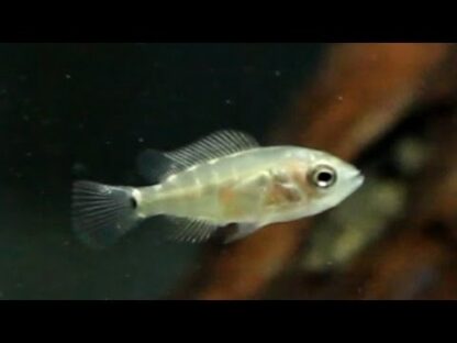 Amatitlania nigrofasciata – Convict Cichlid 2cm - Ψάρια Γλυκού