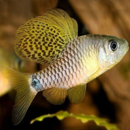 Oreichthys crenuchoides – Drape Fin Barb M - Ψάρια Γλυκού