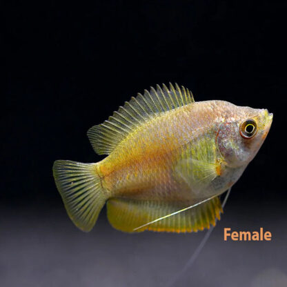 Colisa lalia - Blood Red Gourami Female