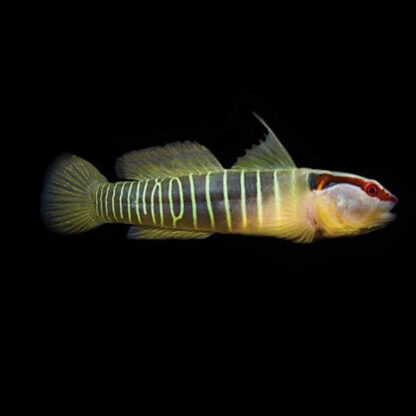 Elacatinus multifasciatus - Green Banded Goby