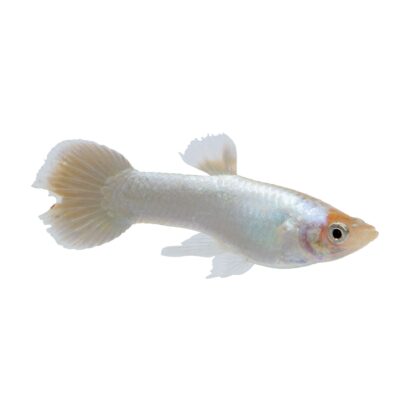 Poecilia reticulata – Assorted Platinum Guppy - Ψάρια Γλυκού