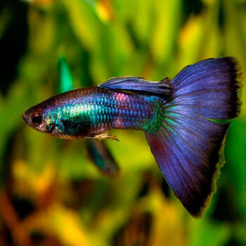 Poecilia reticulata – Purple Queen Guppy 3.5-4cm - Ψάρια Γλυκού