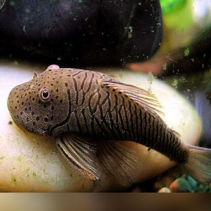 Chaetostoma formosae – Stripped Bulldog Pleco L187B - Ψάρια Γλυκού