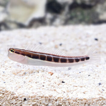 Escenius lineatus – Linear Blenny - Ψάρια Θαλασσινού