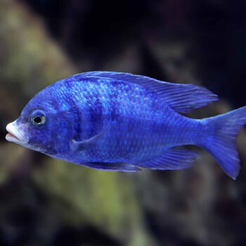 Placidochromis phenochilus Mdoka