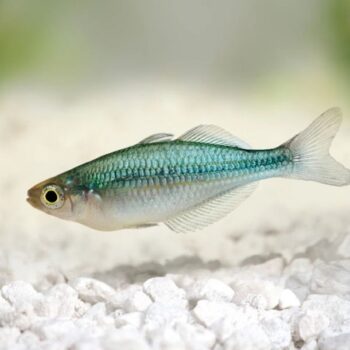 Melanotaenia lacustris – Lake Kutubu rainbowfish M - Ψάρια Γλυκού