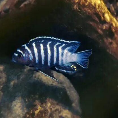 Metriaclima sp 6-8cm - Ψάρια Γλυκού