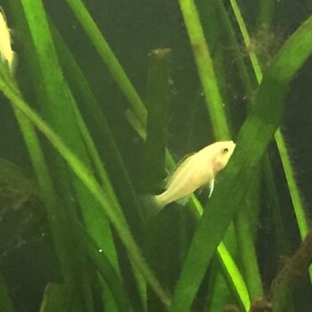 Aulonocara assorted – Cichlid Mix 2 cm - Ψάρια Γλυκού