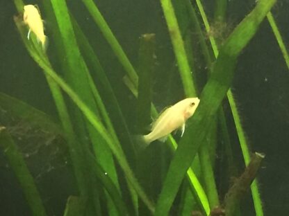 Aulonocara assorted – Cichlid Mix 2 cm - Ψάρια Γλυκού