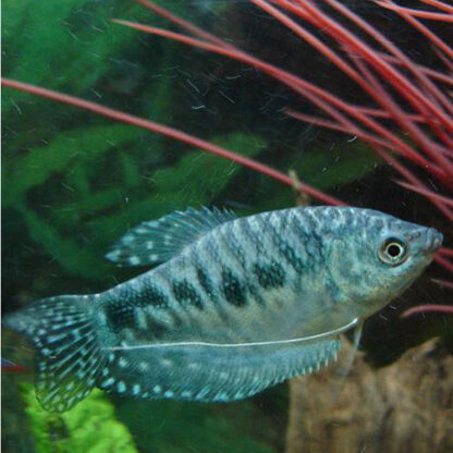Trichogaster trichopterus – Opaline Gourami M - Ψάρια Γλυκού