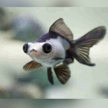 Carasius auratus - Panda Goldfish 5cm