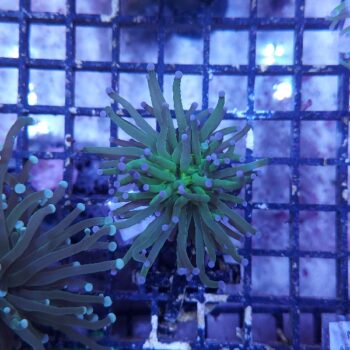 Euphyllia glabrescens N37