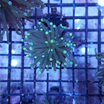 Euphyllia glabrescens N18