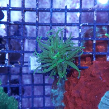 Euphyllia glabrescens N49