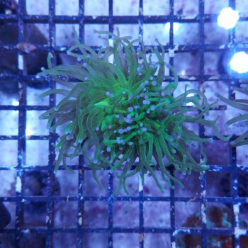 Euphyllia glabrescens N77